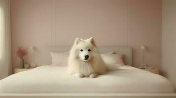 Samoyed dog lying on bed in hotel with contemporary interior design. Generative AI photo