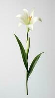 Photo of one stalk of lily flower isolated on white background. Generative AI