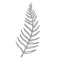 Hand drawn fern leaf. Doodle vector illustration