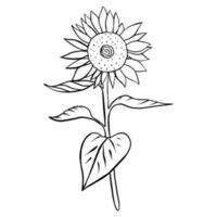 Hand drawn sunflower bud. Doodle vector illustration