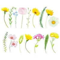 Set with watercolor meadow flowers. Wildflowers. vector