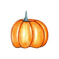 Hand painted watercolor pumpkin. Botanical illustration vector