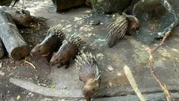 4 hedgehogs with thorns eating video