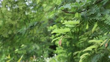 groen tamarinde bladeren Aan boom in de tuin, natuur achtergrond video