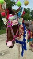 A horse with Thai money on its head video