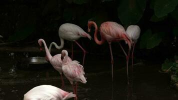 oiseau dans nature, oiseau flamant vivre dans nature, animal faune, des oiseaux vivre dans la nature video