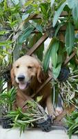 gouden retriever honden op zoek iets . video