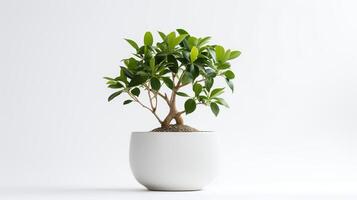 Photo of banyan in minimalist pot as houseplant for home decoration isolated on white background.