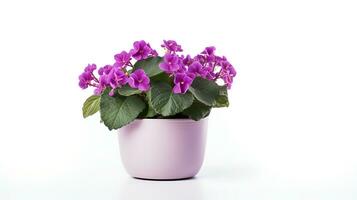 Photo of Saintpaulia in minimalist pot as houseplant for home decoration isolated on white background. Generative AI