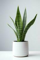 Photo of ornamental plant in minimalist pot as houseplant for home decoration isolated on white background. Generative AI