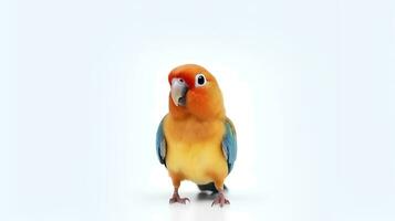 Photo of a lovebird on white background. Generative AI