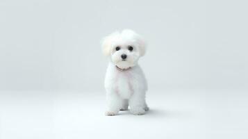 Photo of a poodle dog on white background. Generative AI