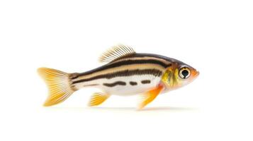 Photo of a zebra danio fish on white background. Generative AI