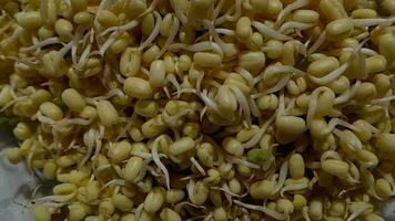 Horizontal footage Bean sprouts pile entangled closeup. video