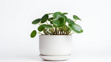 foto de peperomia en minimalista maceta como planta de casa para hogar decoración aislado en blanco antecedentes. generativo ai