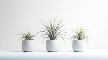 Photo of ornamental plants in minimalist pot as houseplant for home decoration isolated on white background. Generative AI