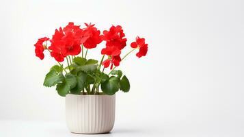 Photo of Geranium in minimalist pot as houseplant for home decoration isolated on white background. Generative AI