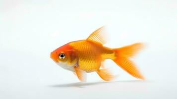 Photo of a molly fish on white background