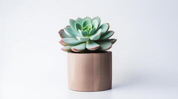 Photo of Echeveria in minimalist pot as houseplant for home decoration isolated on white background. Generative AI