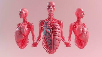 3D illustration of the human organ systems, Human internal organs. Anatomy. Nervous, circulatory, digestive, excretory, urinary,and bone systems. Medical education concept, Generative AI illustration photo