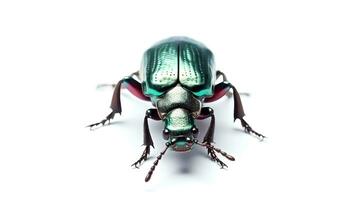 Photo of a Japanese beetle on white background. Generative AI