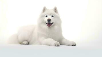 foto de un Samoyedo en blanco antecedentes. generativo ai