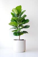 Photo of Ficus lyrata in minimalist pot as houseplant for home decoration isolated on white background. Generative AI