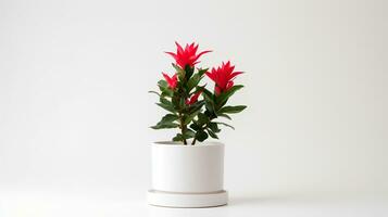 foto de ornamental plantas en minimalista maceta como planta de casa para hogar decoración aislado en blanco antecedentes. generativo ai