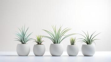 Photo of ornamental plants in minimalist pot as houseplant for home decoration isolated on white background. Generative AI