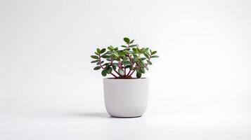 Photo of Lithop in minimalist pot as houseplant for home decoration isolated on white background.