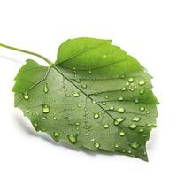 Verdant green leaf with water drops isolated on white background, generate ai photo