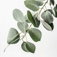 Eucalyptus branch isolated on white background. Flat lay, top view. floral concept, generate ai photo