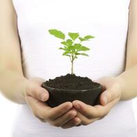 Environment Earth Day In the Tree plant in woman hand isolated on white background. Forest conservation concept, concept eco earth day. Saving the environment, ecology concept, generate ai photo