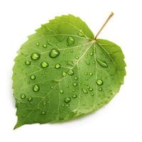 Verdant green leaf with water drops isolated on white background, generate ai photo