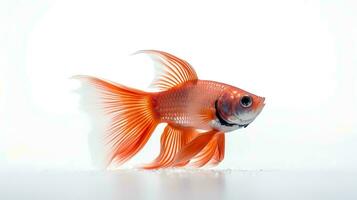 Photo of a Betta Fish on white background