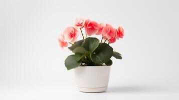 Photo of Begonia in minimalist pot as houseplant for home decoration isolated on white background. Generative AI