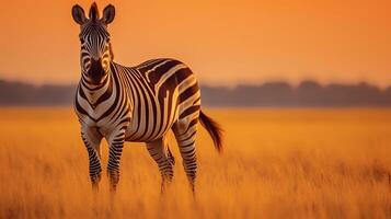 Photo of zebra on savanna at sunset.
