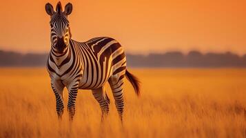 Photo of zebra on savanna at sunset. Generative AI