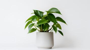 Photo of anubiasin minimalist pot as houseplant for home decoration isolated on white background. Generative AI