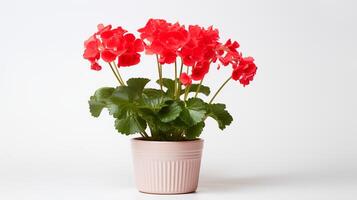 Photo of Geranium in minimalist pot as houseplant for home decoration isolated on white background. Generative AI