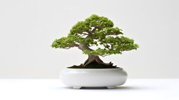 Photo of bonsai in minimalist pot as houseplant for home decoration isolated on white background. Generative AI