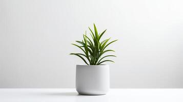 Photo houseplant in minimalist pot for home decoration.