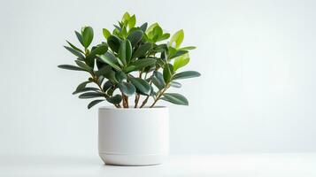 Photo of Zamioculcas zamiifolia in minimalist pot as houseplant for home decoration isolated on white background. Generative AI