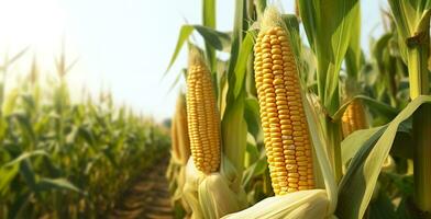 Closeup corn cobs in corn plantation field. Generative AI photo