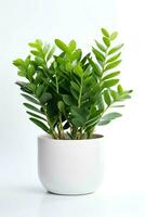 Photo of Zamioculcas zamiifolia in minimalist pot as houseplant for home decoration isolated on white background. Generative AI