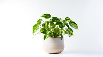 Photo of Epipremnum aureum in minimalist pot as houseplant for home decoration isolated on white background. Generative AI