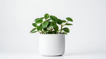 Photo of Peperomia in minimalist pot as houseplant for home decoration isolated on white background. Generative AI