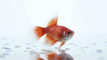 Photo of a Betta Fish on white background. Generative AI