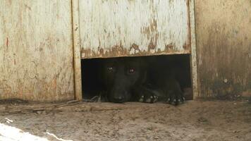 sad tied outbred dog looks out of the booth of the shadows. Animal protection concept. Hard treatment of Pets. video