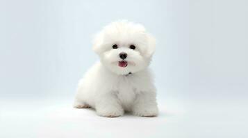 Photo of a Bichon Fise dog on white background. Generative AI